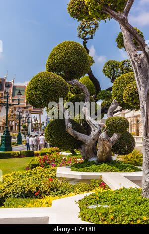 eine schön geformte Baum im Tempel Wat Phra Kaeo, Bangkok, Thailand Stockfoto