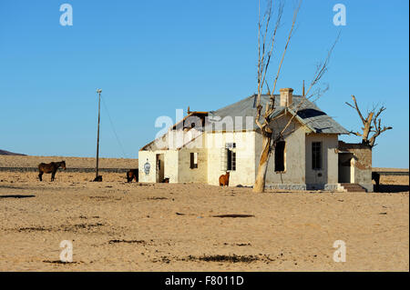 Wüste Wildpferde an verlassenen Bahnhof bei Garub bei Aus Namibia Stockfoto