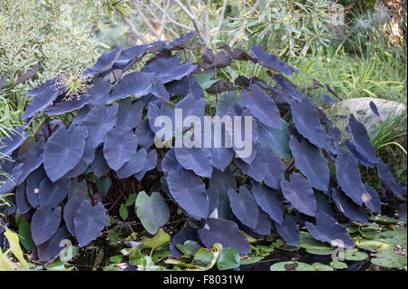 Colocasia esculenta Pflanze, die auch als schwarze Magie elephant Ear in den Botanischen Gärten in San Diego, Kalifornien Stockfoto