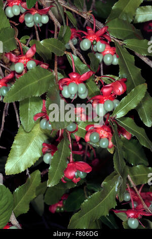 Karneval Bush / Mickey-Mouse-Anlage-Ochna Serrulata Sy Ochna Altropurpurea und Diporidium Serrulatum - Familie Ochnaceae Stockfoto