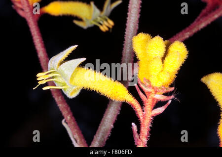 Nahaufnahme von Kangaroo Paw Blumen-Anigozanthos Flavidus gelbe Sorte-Familie Haemodoraceae Stockfoto