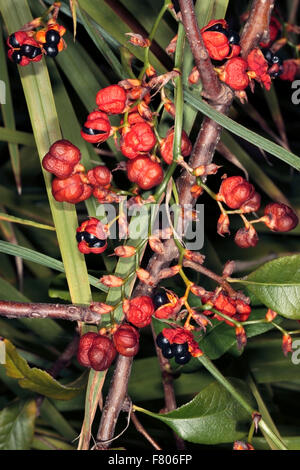 Karneval Bush / Mickey-Mouse-Anlage-Ochna Serrulata Sy Ochna Altropurpurea und Diporidium Serrulatum - Familie Ochnaceae Stockfoto