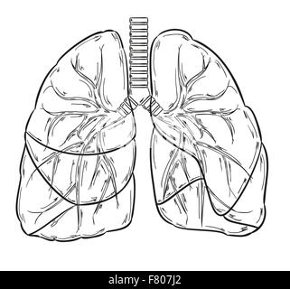 lungen skizzieren Stock Vektor