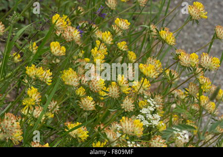 Eine Berg-Form der Niere Wicke, Anthyllis Vulneraria SSP. Polyphylla in den französischen Alpen. Stockfoto