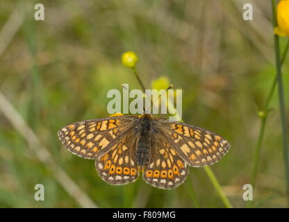 Marsh Fritillary, Eurodryas Aurinia, Etikett aurinia Stockfoto