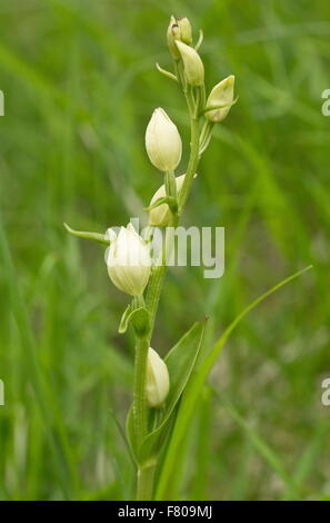 White Helleborine Orchidee, Cephalanthera Damasonium in Blüte. Stockfoto