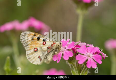 Apollo-Falter, schon Apollo auf Jupiters Blume, Französische Alpen. Stockfoto