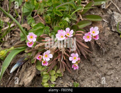 Rosa Rock Jasmin, Androsace Carnea in Blüte auf 2500m auf sauren Böden, Französische Alpen. Stockfoto