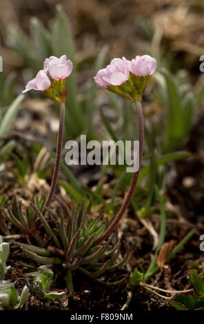 Rosa Rock Jasmin, Androsace Carnea in Blüte auf 2500m auf sauren Böden, Französische Alpen. Stockfoto