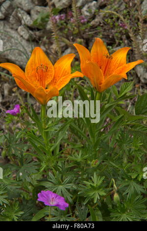 Feuerlilie Lilium Bulbiferum var Croceum in Blüte, Französische Alpen. Stockfoto