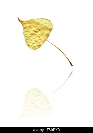 Pappel Blatt Stock Vektor