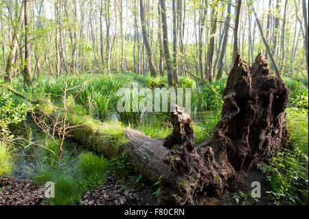 Sumpf zwischen Ückeritz und Bansin, Usedom, Vorpommern-Greifswald-Bezirk, Bundesland Mecklenburg-Vorpommern, Deutschland Stockfoto