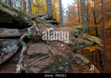 Schlangenfels, Dahner Felsenland (Dahn Rockland), Dahn, Landkreis Südwestpfalz, Rheinland-Pfalz, Deutschland Stockfoto