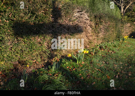 Laughton, East Sussex, UK. 4. Dezember 2015, UK. Der Schatten eines traditionellen Sussex Finger Post wirft ein Kreuz neben sehr frühen Narzissen, die den Eindruck von Ostern als Weihnachten. Strahlender Sonnenschein und milde Winter verursacht haben Narzissen blühen in East Sussex, UK. Bildnachweis: Peter Cripps/Alamy Live-Nachrichten Stockfoto