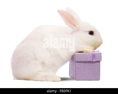 Kleine weiße Kaninchen mit Geschenkbox. Isoliert auf weißem Hintergrund Stockfoto