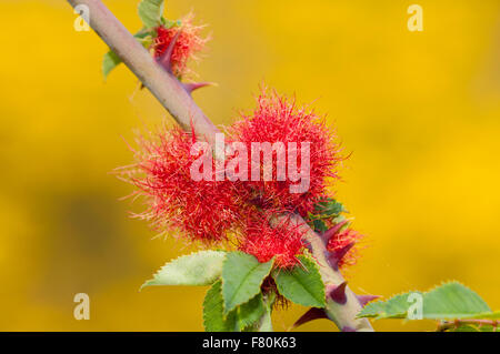 Robins Nadelkissen Gall (Diplolepis Rosae) auf dem Stamm der Hundsrose am Vange Marsh, Essex. August. Stockfoto