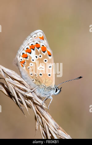 Gemeinsamen blauer Schmetterling (Polyommatus Icarus) Erwachsenfrau thront auf dem Rasen Samen-Kopf auf Canvey Docht auf Canvey Insel, Essex. Aug Stockfoto
