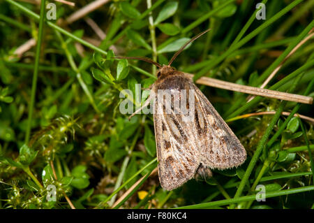 Geweih Moth (Cerapteryx Graminis) Männchen thront auf dem Rasen auf Ingleborough in der Yorkshire Dales National Park, North Yorksh Stockfoto