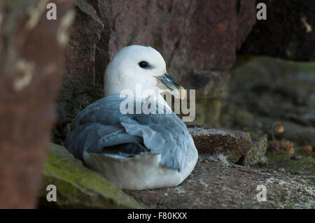 Fulmar (Fulmarus Cyclopoida) Erwachsener Schlafplatz auf einem Felsvorsprung auf einer Klippe auf der Insel Handa, Sutherland, Schottland. August. Stockfoto