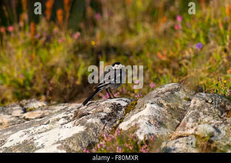 Trauerschnäpper Bachstelze (Motacilla Alba) Erwachsenen thront auf einem Felsen am Ceannabeinne, Sutherland, Schottland. August. Stockfoto