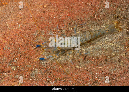 Europäischen Rock Shrimps, Rockpool Garnelen, Kleine Felsengarnele, Hübsche Felsgarnele, Steingarnele, Garnele, Palaemon elegans Stockfoto