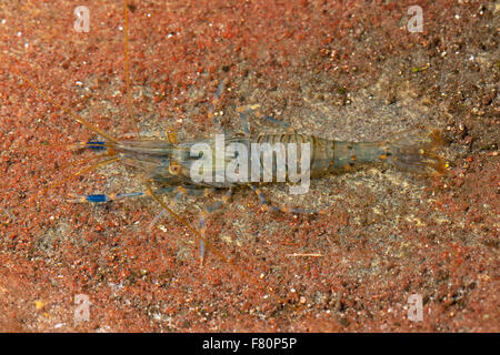 Europäischen Rock Shrimps, Rockpool Garnelen, Kleine Felsengarnele, Hübsche Felsgarnele, Steingarnele, Garnele, Palaemon elegans Stockfoto