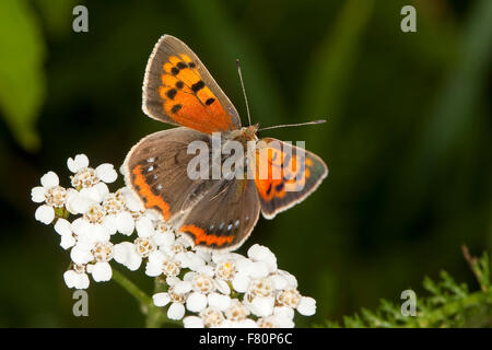 Kleine Kupfer, Besuch einer Blume, Kleiner Feuerfalter, Blütenbesuch, Nektarsuche, Lycaena Phlaeas, Chrysophanus phlaeas Stockfoto