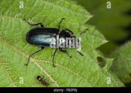 Blaue Schröter, Hirschkäfer, Kleiner Rehschröter Platycerus Caraboides, Systenocerus Cribatus, Platycerus Cribatus, Lucanidae Stockfoto