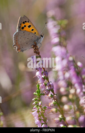 Kleine Kupfer, Besuch einer Blume, Kleiner Feuerfalter, Blütenbesuch, Nektarsuche, Lycaena Phlaeas, Chrysophanus phlaeas Stockfoto