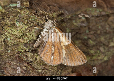 Kiefer, Motte, Kiefer Looper Motte, umrandete weiße Pracht, Kiefernspanner, Seeaufstiegen-Spanner, Bupalus Piniaria, Bupalus Piniarius Stockfoto