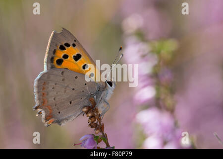 Kleine Kupfer, Besuch einer Blume, Kleiner Feuerfalter, Blütenbesuch, Nektarsuche, Lycaena Phlaeas, Chrysophanus phlaeas Stockfoto