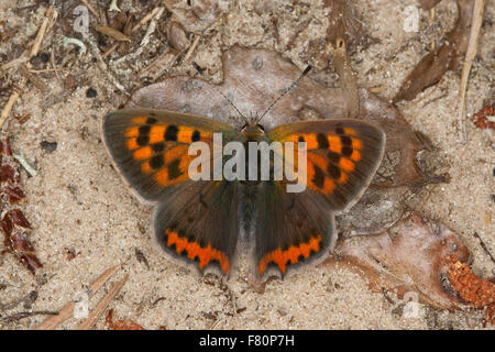 Kleine Kupfer, Kleiner Feuerfalter, Lycaena Phlaeas, Chrysophanus phlaeas Stockfoto