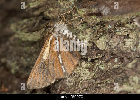 Kiefer, Motte, Kiefer Looper Motte, umrandete weiße Pracht, Kiefernspanner, Seeaufstiegen-Spanner, Bupalus Piniaria, Bupalus Piniarius Stockfoto