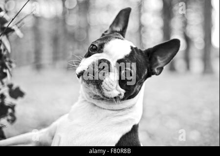 Boston Terrier, zweifarbiger Hund im Park mit Bäumen und Rasen Stockfoto