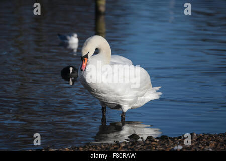 Höckerschwan, Cygnus Olor, am Rande eines Sees putzen Stockfoto