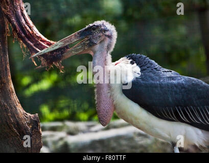 Marabou Storch (Leptoptilos Crumeniferus) reißen Fleisch aus Karkasse Stockfoto