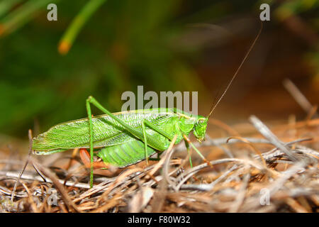 Gabel-tailed Bush Grashuepfer (Scudderia Furcata) Stockfoto