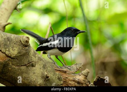 schöne männliche orientalische Elster-Robin (Copsychus Saularis) stehend auf toter Baum Stockfoto