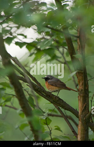 Bunte männlichen Gartenrotschwanz / Gartenrotschwanz (Phoenicurus Phoenicurus) sitzt im grünen Büschen. Stockfoto