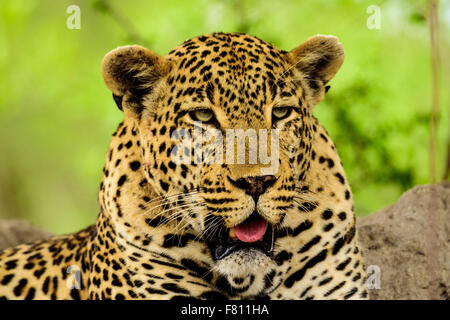 Kopfschuss von einem männlichen Leoparden im Bereich Sabi Sands in Südafrika getroffen. Stockfoto