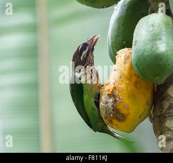 Die weißen Wangen Barbet oder kleine grüne Barbet (Megalaima Viridis) ist eine Art von Barbet in Südindien gefunden. Stockfoto