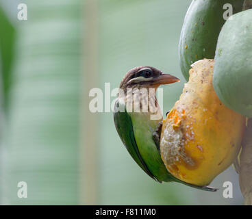 Die weißen Wangen Barbet oder kleine grüne Barbet (Megalaima Viridis) ist eine Art von Barbet in Südindien gefunden. Stockfoto