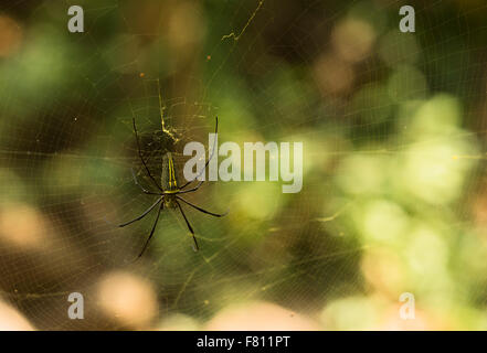 Die Riesenspinne Holz ist eine Art von Arachnid gefunden in Indien und in anderen asiatischen Ländern. Stockfoto