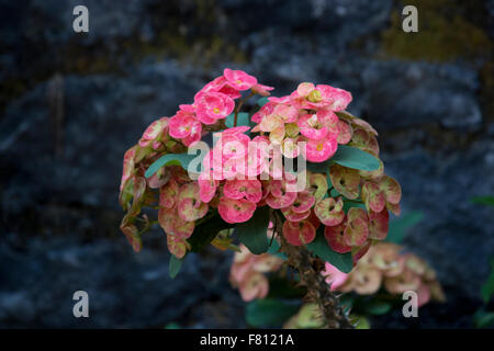 Gruppe von Euphorbia Milii Blumen Foto Stockfoto