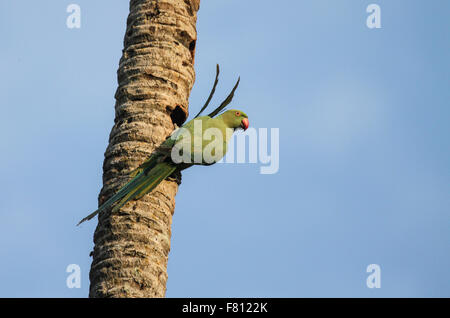 Grüner Papagei (Ringnecked Sittich) Stockfoto