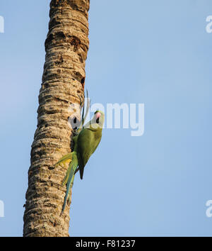 Grüner Papagei (Ringnecked Sittich) Stockfoto