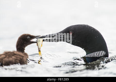 Gemeinsamen Loon Fütterung der Nachkommen Stockfoto