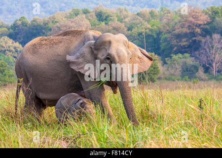 Wilde asiatische Elefanten mit ihren jungen nacheinander Dhikala Grünland Jim Corbett Nationalpark, Indien. Stockfoto