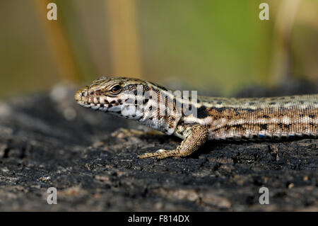 Gemeinsamen Mauereidechse / Europäische Mauereidechse (Podarcis Muralis) männlichen Aalen Stockfoto