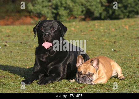 französische Bulldogge (männlich) und schwarze Labrador retriever Stockfoto